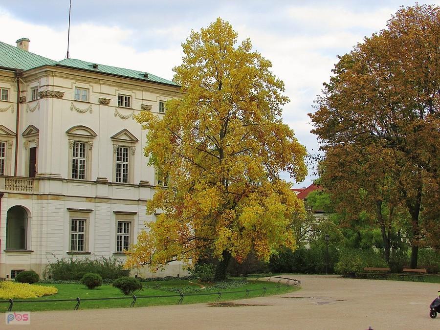 Tulipanowiec w Ogrodzie Krasińskich