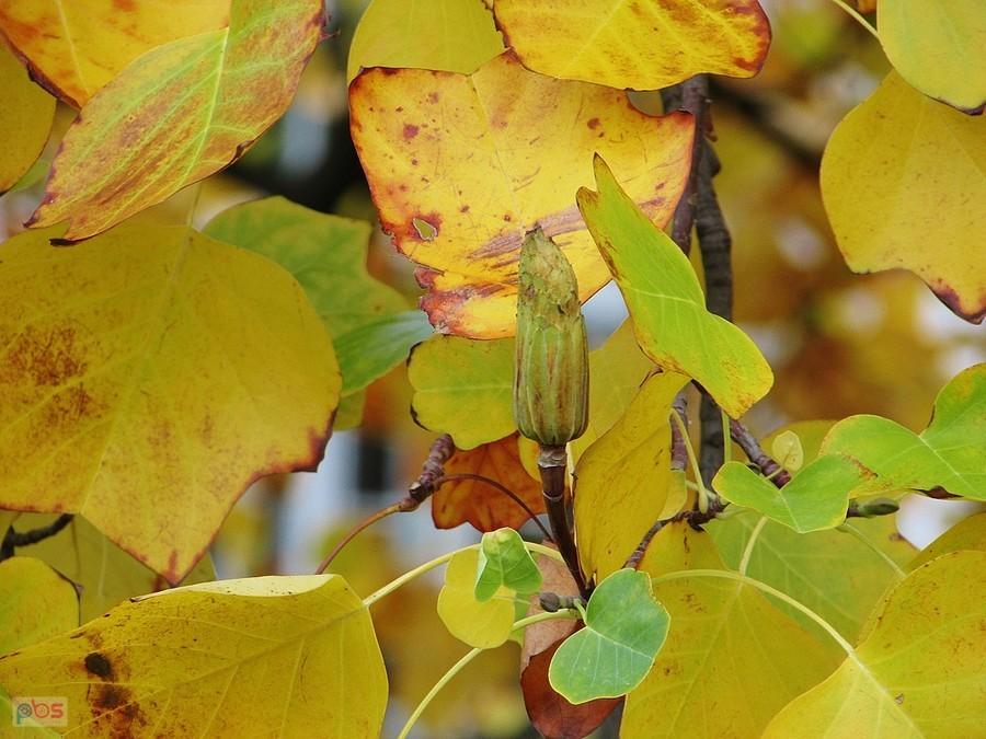 Owoc tulipanowca amerykańskiego