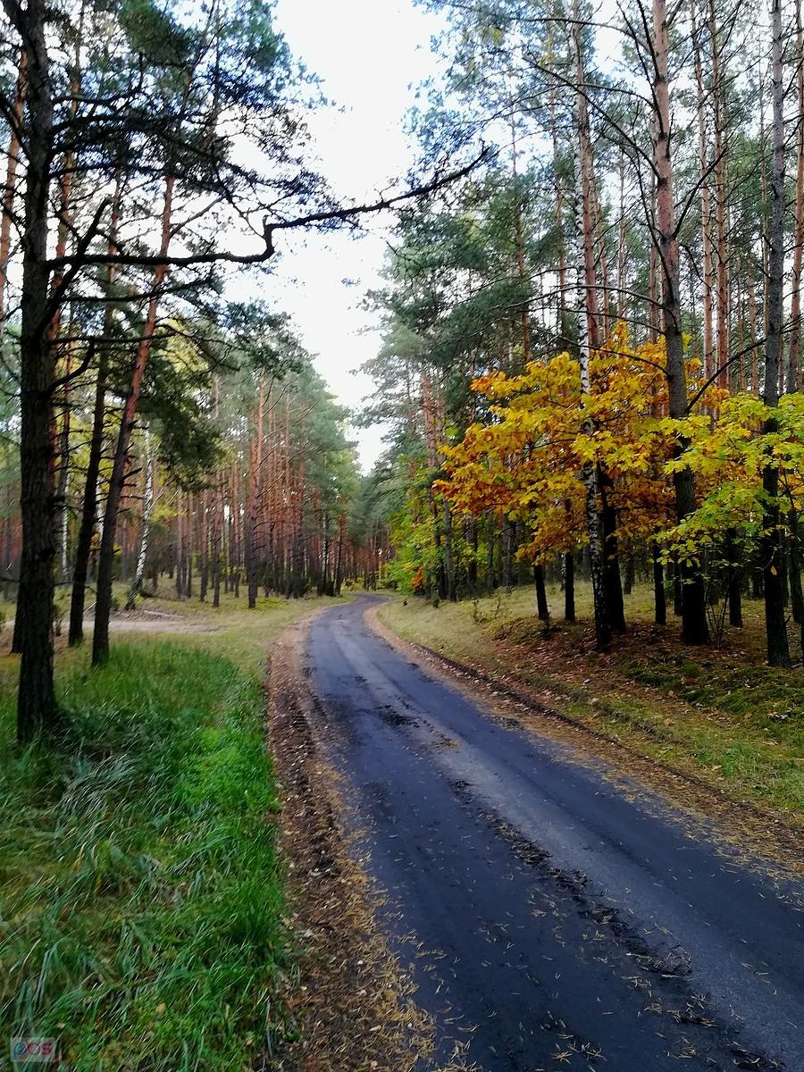 Leśna droga