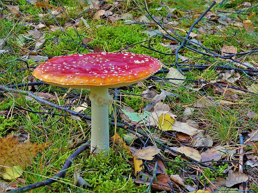 Rowerem po Kociewiu - barwy jesieni.