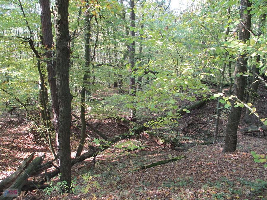 Puszcza Kampinoska - Grodzisko Zamczysko