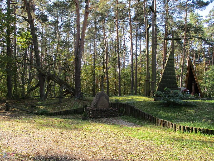 Sosna Powstańców - Puszcza Kampinoska