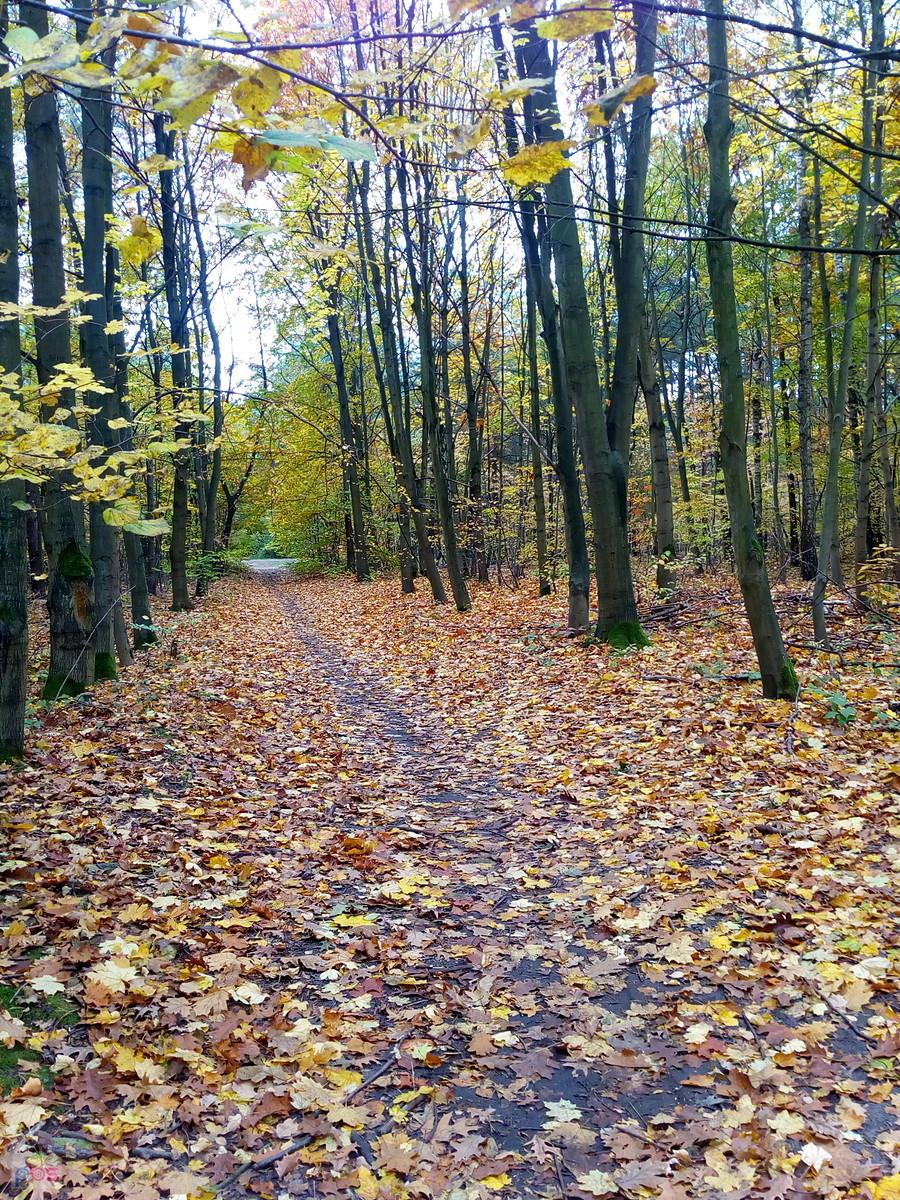 Leśna ścieżka
