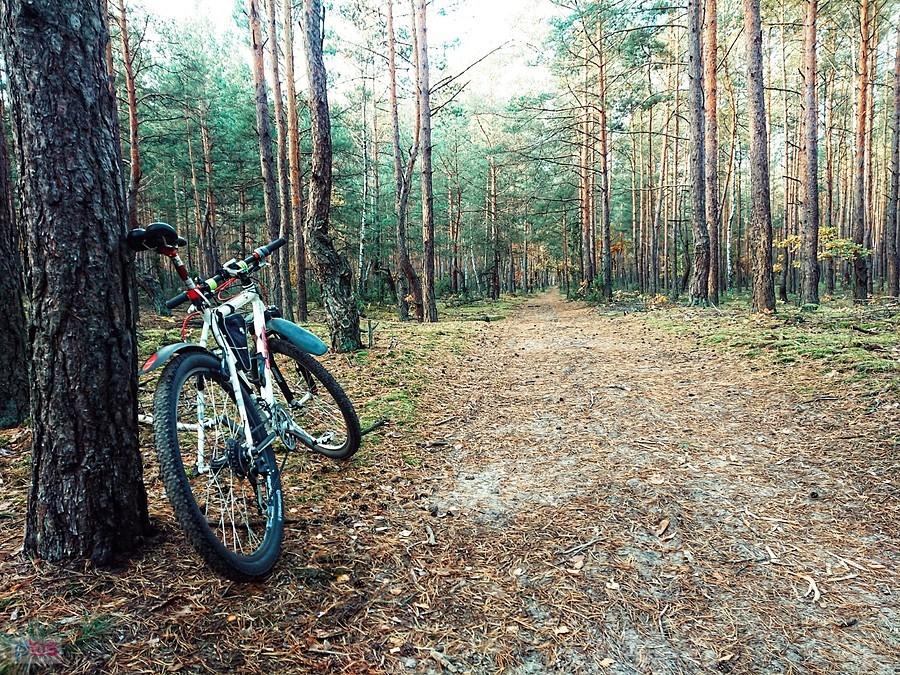 Jesienny Kampinos