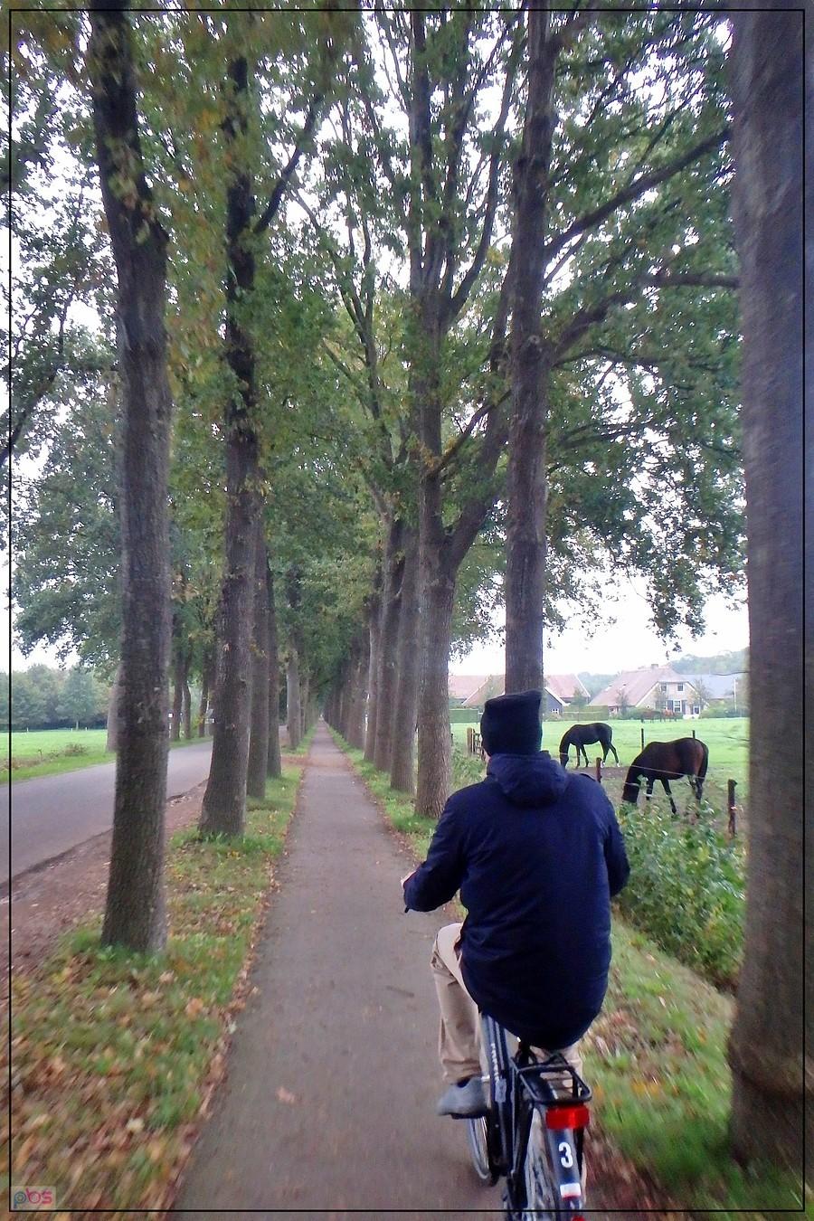 Wszędzie równiutkie ścieżki rowerowe...