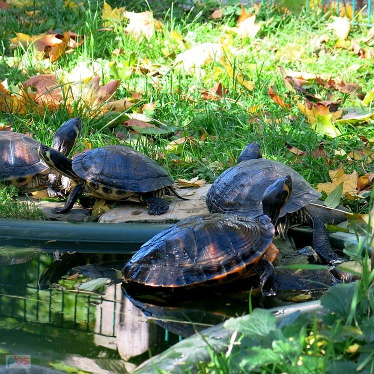 Żółwie w mini zoo - Żywiec