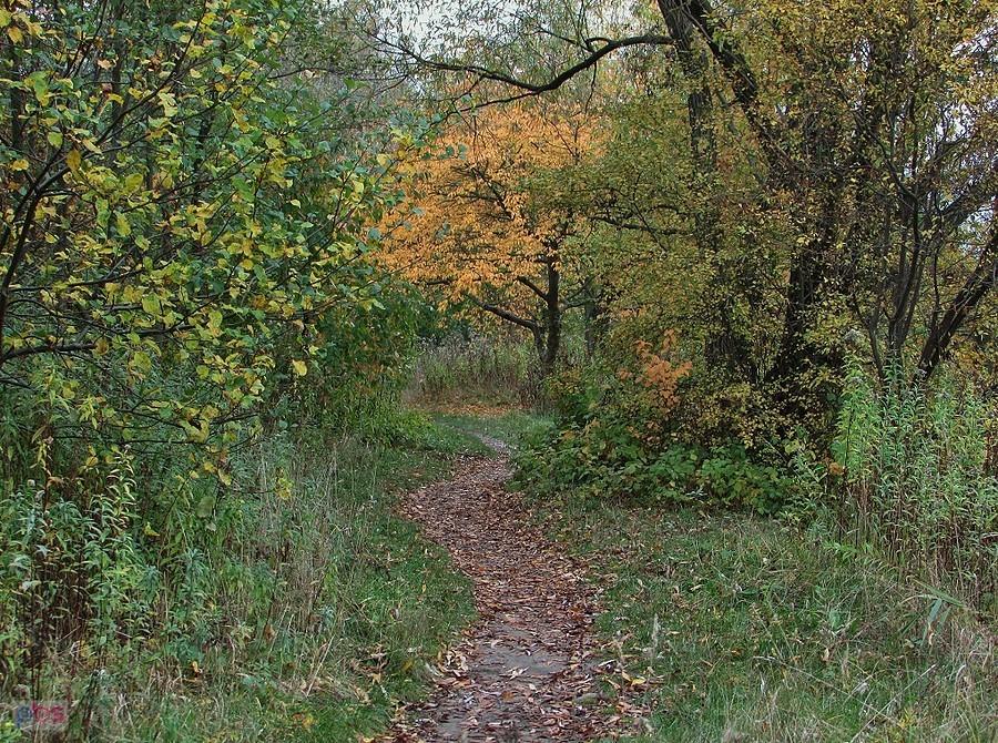 Single track przy stawach