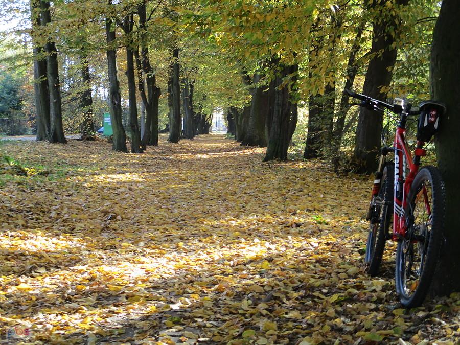 Głowno - park przy SP 1