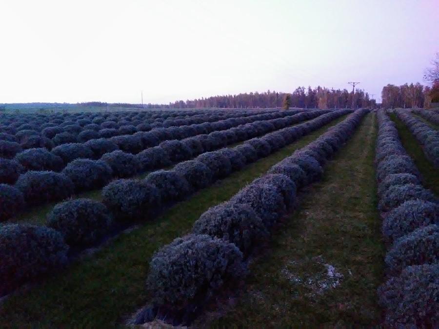 Plantacja lawendy