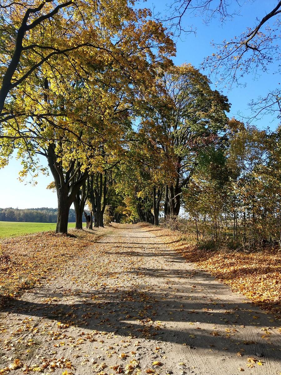 Aleja Klonowa