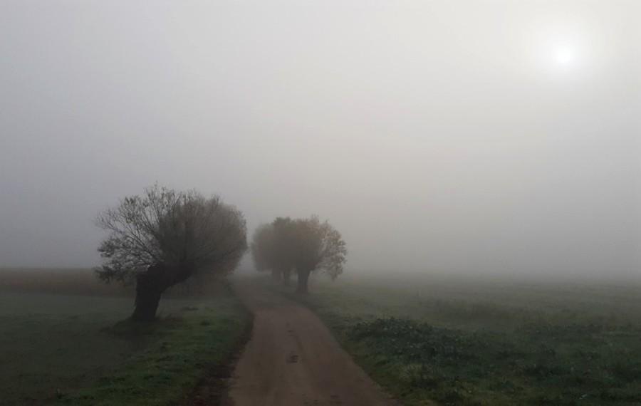Mglistość wierzbowa