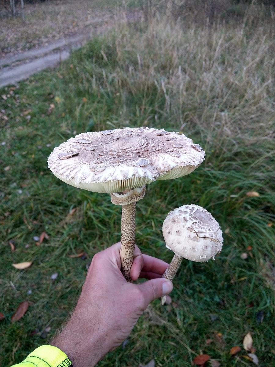 Kanie między Srockiem a Hutą