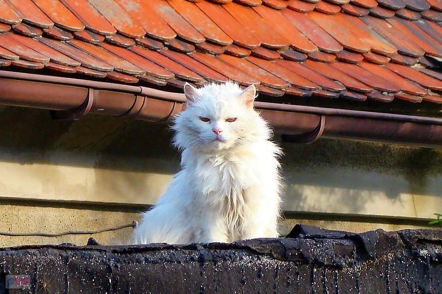 Pod rynną. Puszysty obserwator