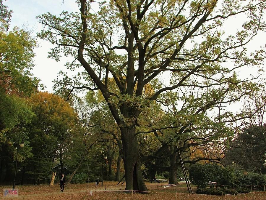 Pomnikowy dąb w Parku Ujazdowskim