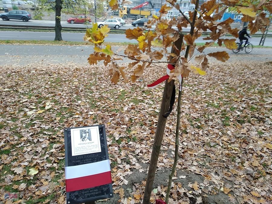 Park Poniatowskiego dąb pamięci