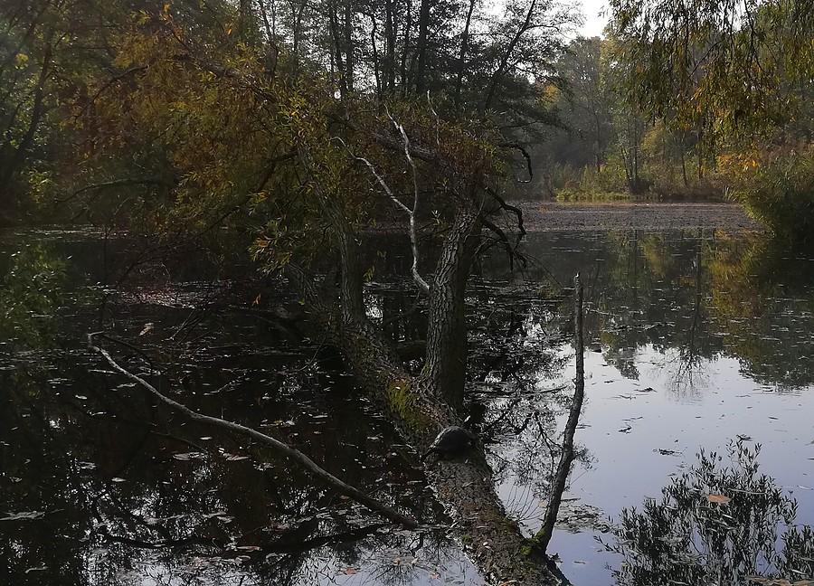 Żółw wygrzewacz - Las Dębiński, Poznań