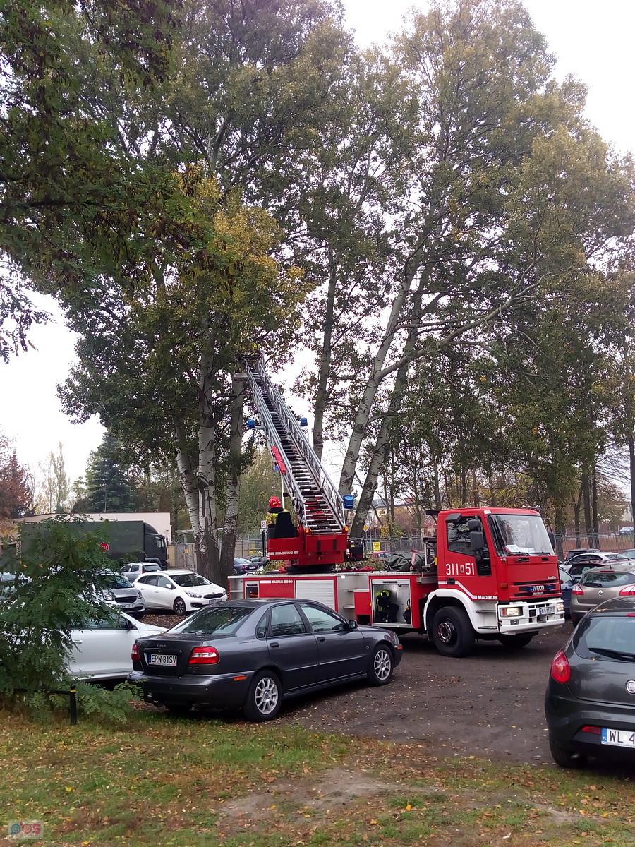 Strażacy w akcji, ale tu nie gaszą tylko wycinają