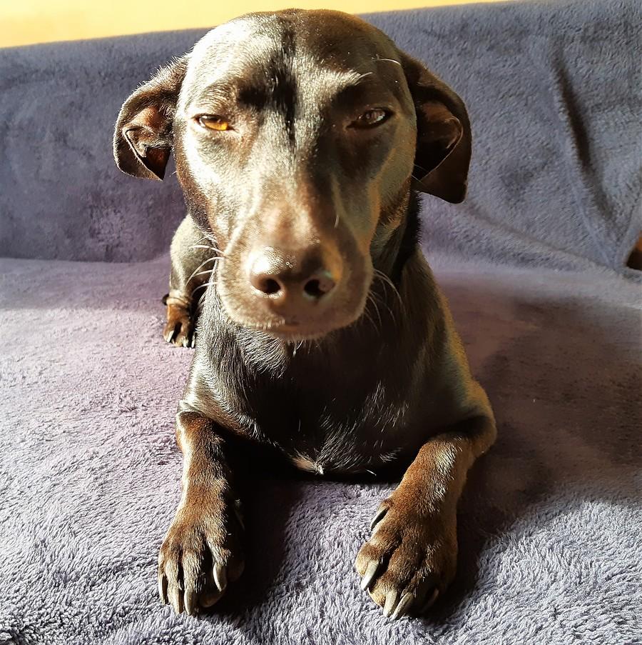 Dzień kundelka, więc chill... :)