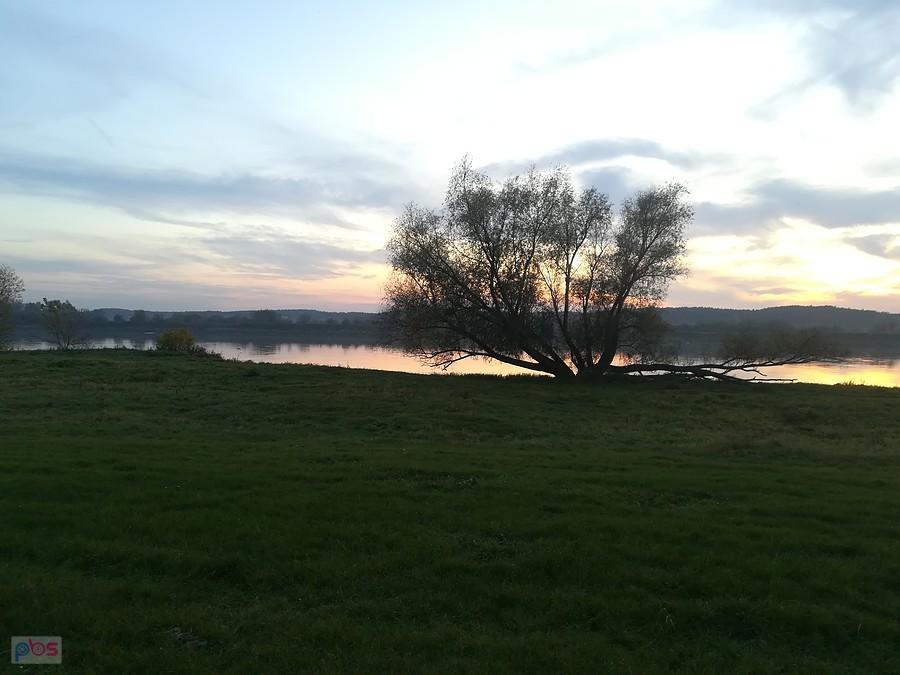Drzewo nad wodą