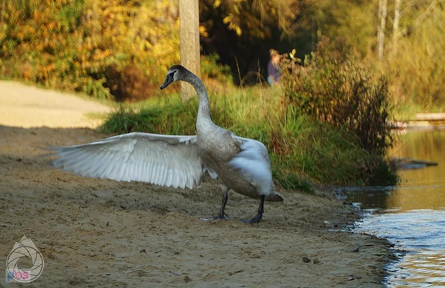 łabędź niemy przygotowuje się do atak na kolejne dziecko