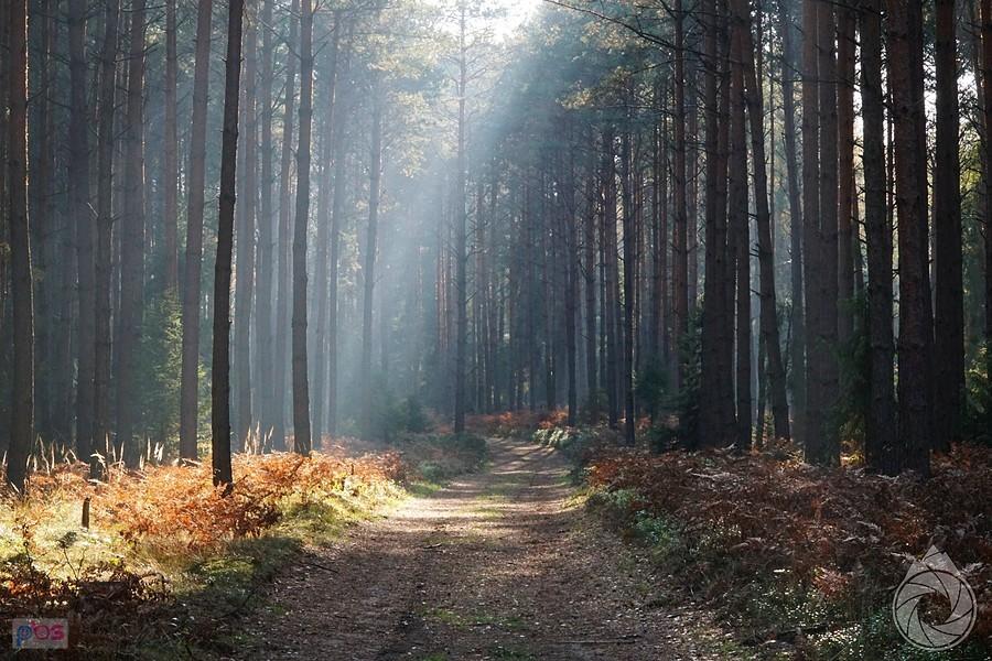 las brusiecki wczesnym przedpołudniem