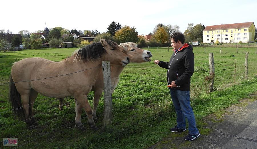 Koniki z Blankensee uwielbiają marchewkę.