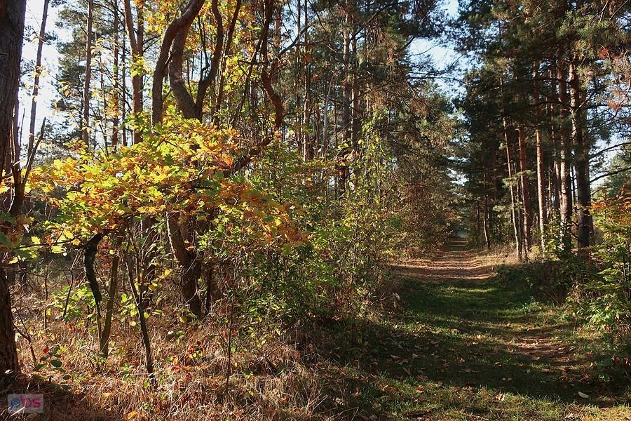 leśna ścieżka