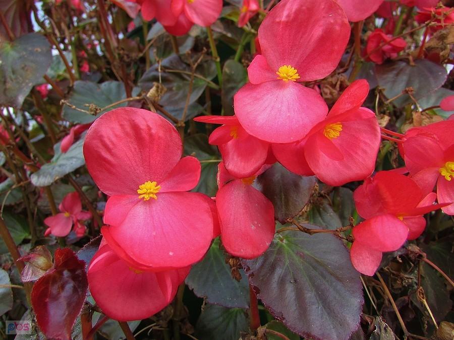 Begonia stale kwitnąca