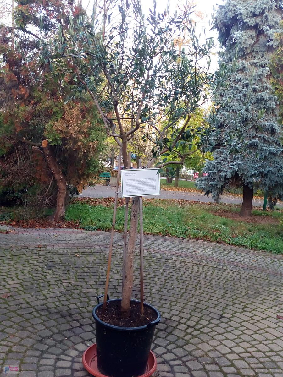 Drzewko oliwne przed Karuzelą na Osiedlu Przyjaźń