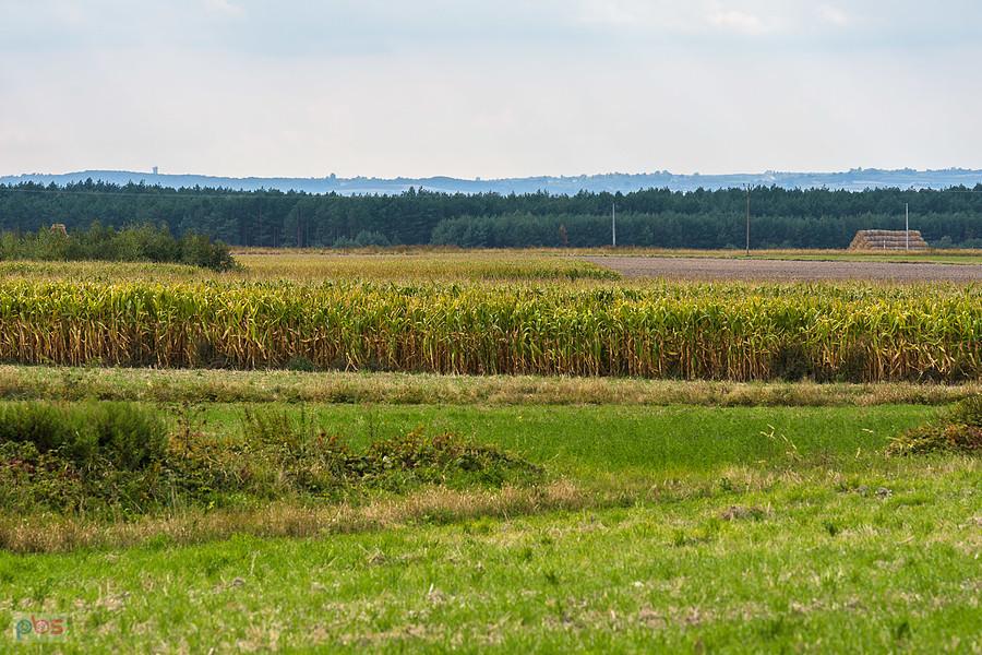 Górki - na linii horyzontu po lewej rysuje się wieża w Niegowej