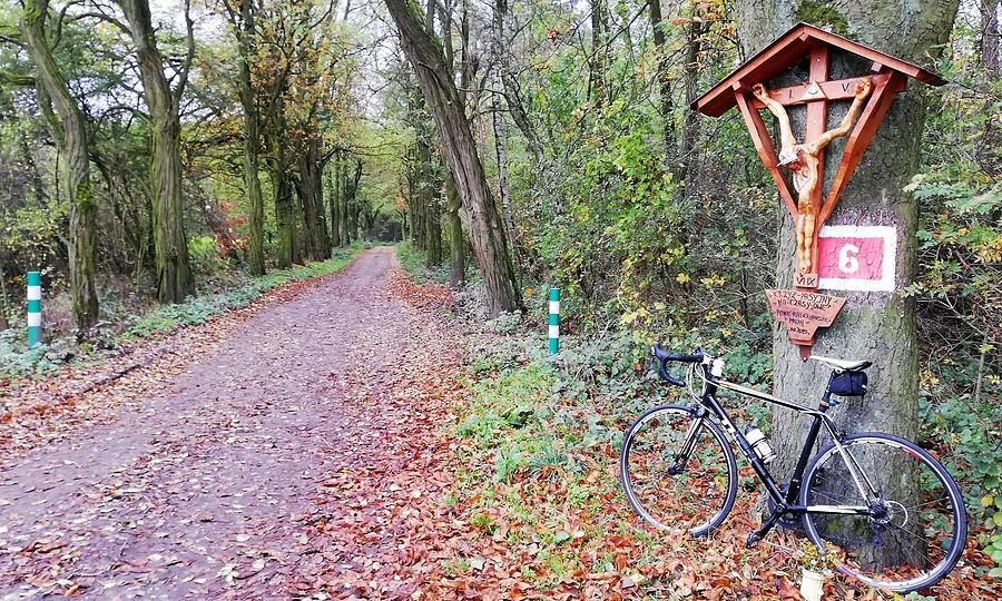 Podłoziny - kawałek lasu, rzecz tu niespotykana
