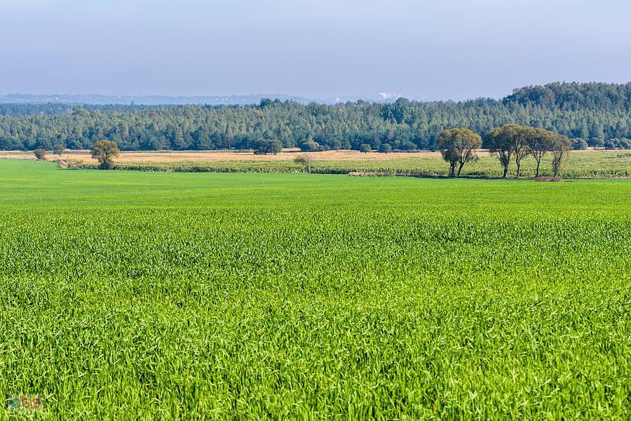 Myszków - Sikorka - widoki obok DW 791