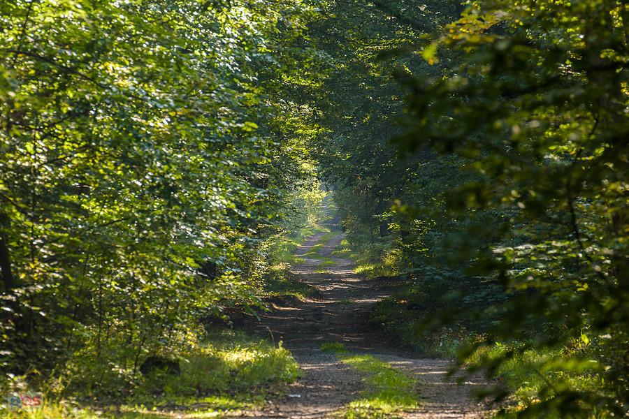 Droga przez Las Poręba w powiecie zawierciańskim