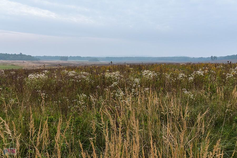 Wieczorna mgła nad łąkami w Trzebyczce koło Łaz