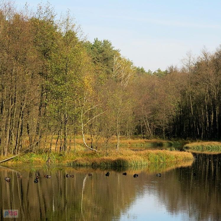 Nad stawem leśnym