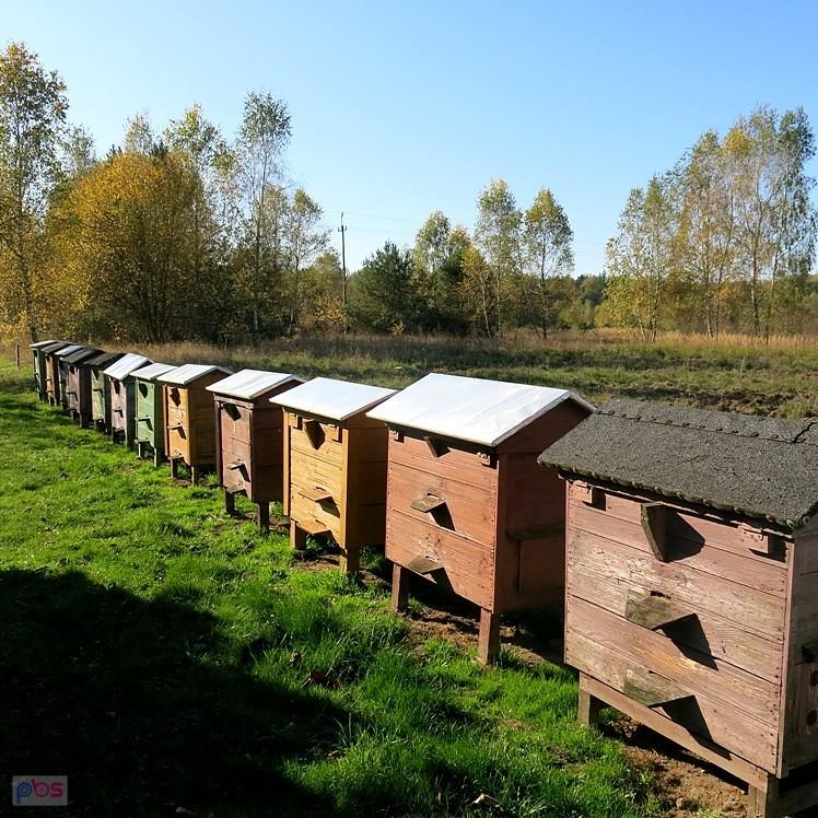 W tej pasiece stoi kilkanaście uli