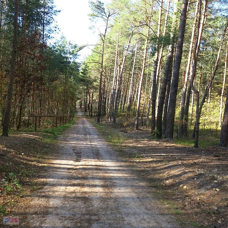 Leśną drogą