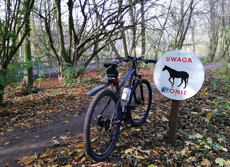 Uwaga, konie! Poznań