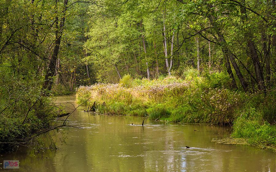 Rzeka Biała Przemsza - Kuźniczka Nowa, Dąbrowa Górnicza