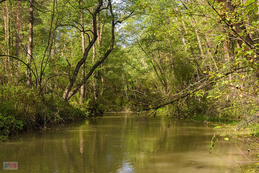 Rzeka Biała Przemsza - Kuźniczka Nowa, Dąbrowa Górnicza