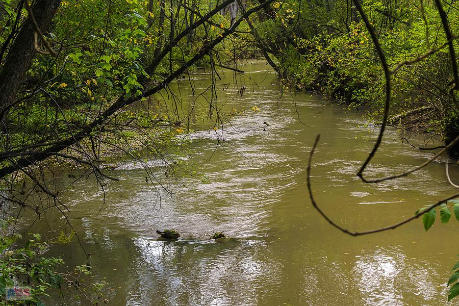 Rzeka Biała Przemsza - Kuźniczka Nowa, Dąbrowa Górnicza