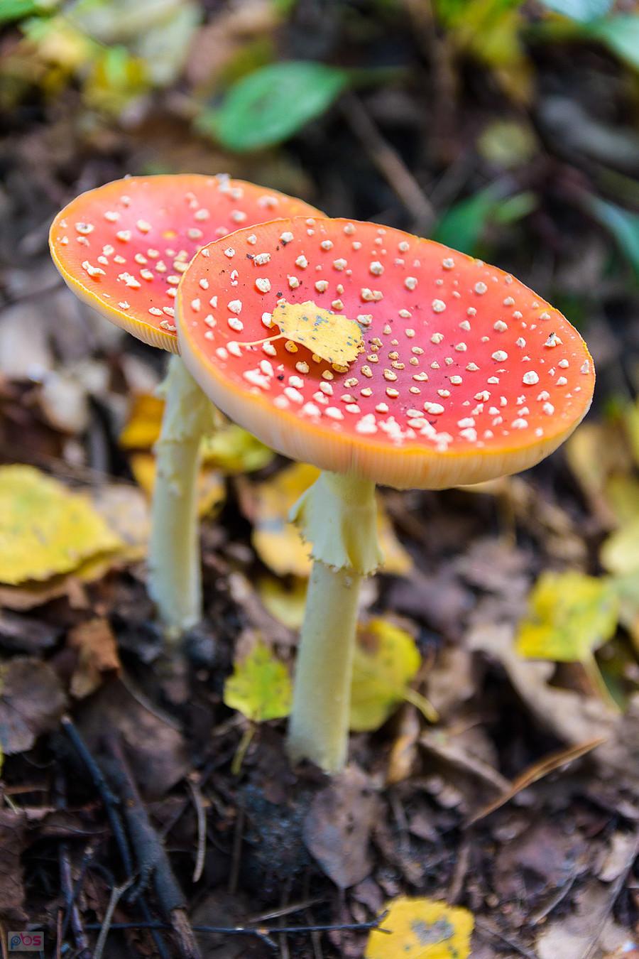 Muchomory w lesie Przymiarki - Bukowno, powiat olkuski