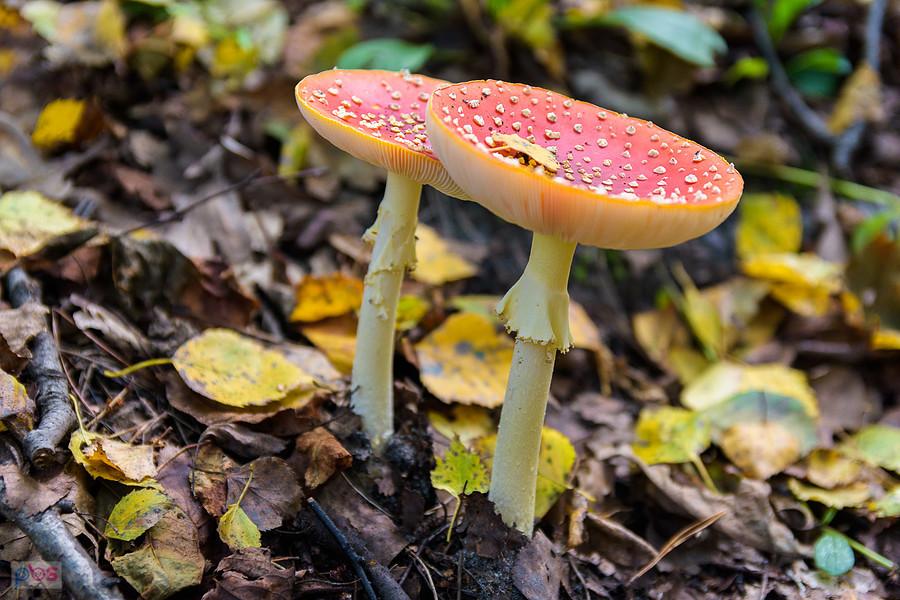 Muchomory w lesie Przymiarki - Bukowno, powiat olkuski