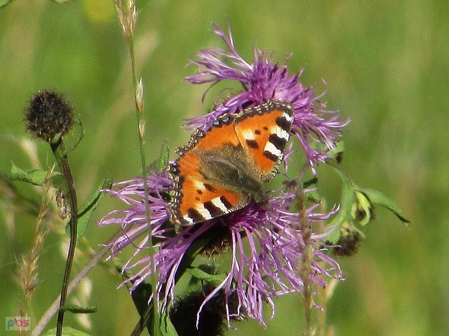 Jesienny motyl