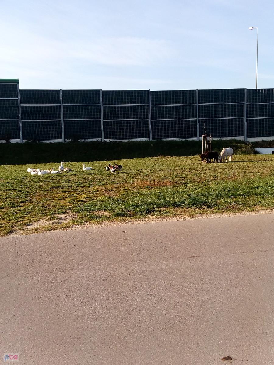 Zwierzęta na pastwisku