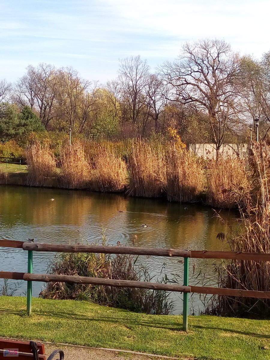Staw w Borzęcinie