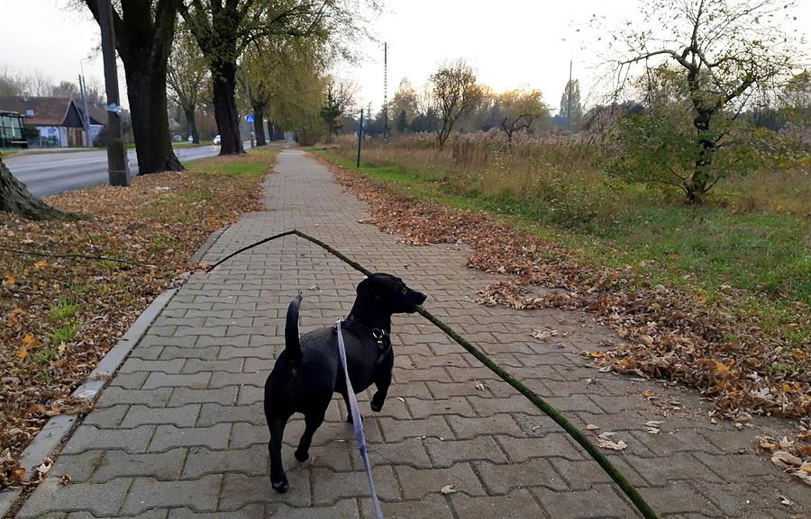 Z kosą za pasem