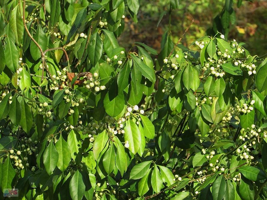 Trzmielina pospolita "Albus"