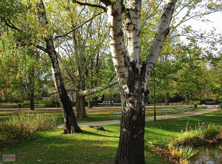 Białe topole i platan