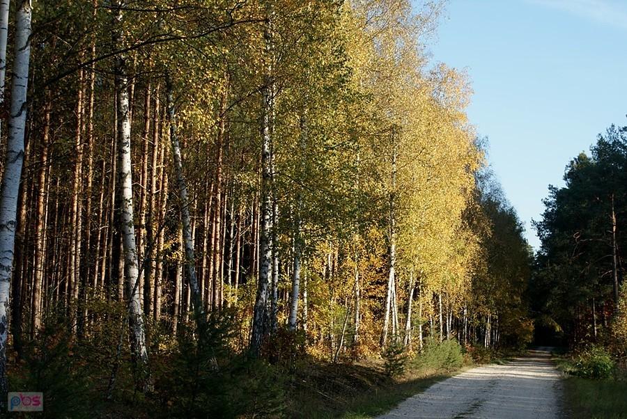 Jesiennym szlakiem leśnym